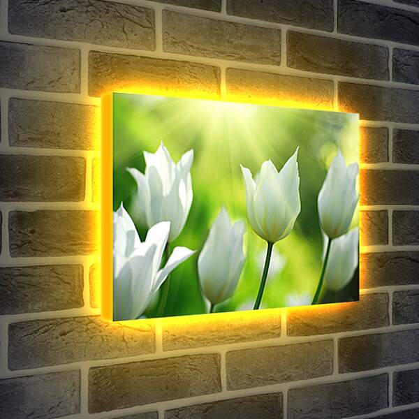 Лайтбокс световая панель - Белые тюльпаны