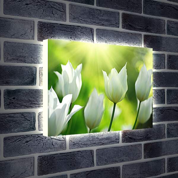 Лайтбокс световая панель - Белые тюльпаны
