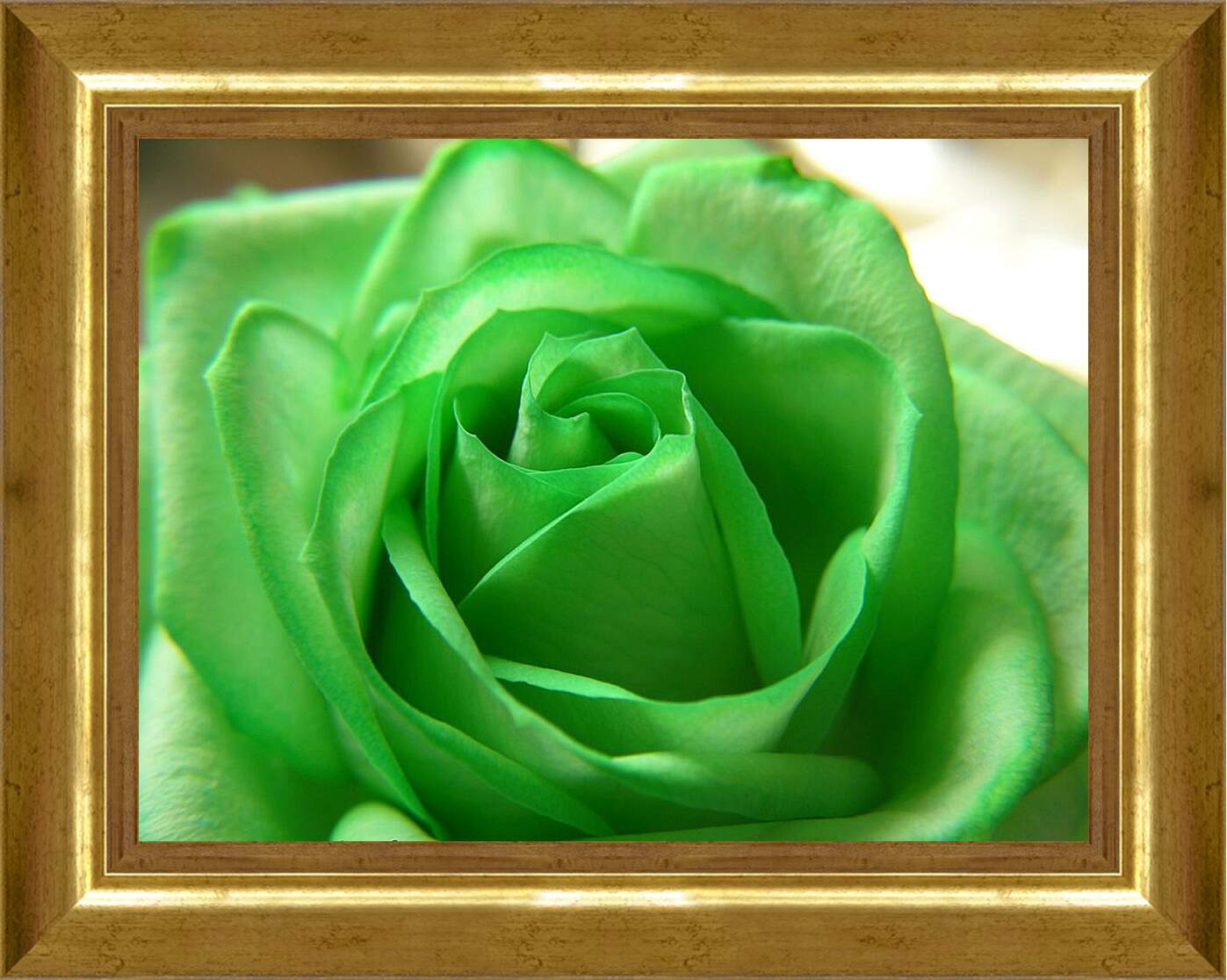 Картина в раме - Зеленая роза