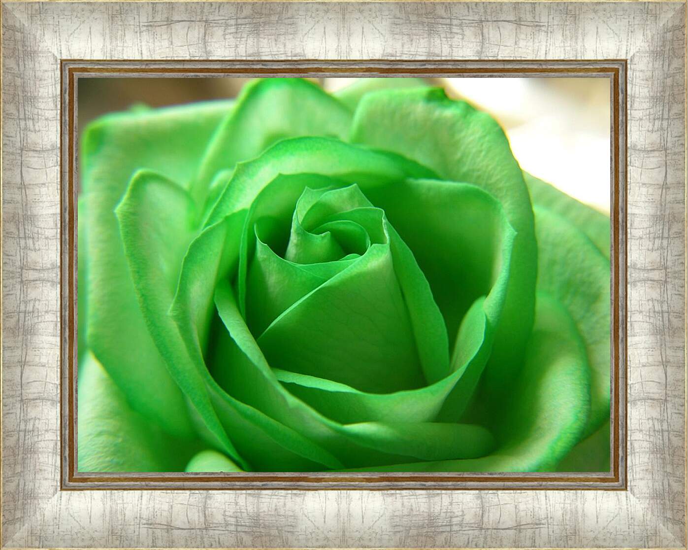 Картина в раме - Зеленая роза