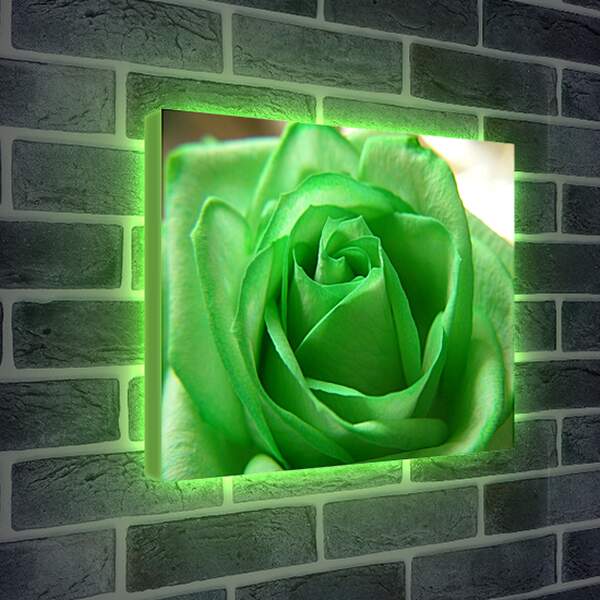 Лайтбокс световая панель - Зеленая роза