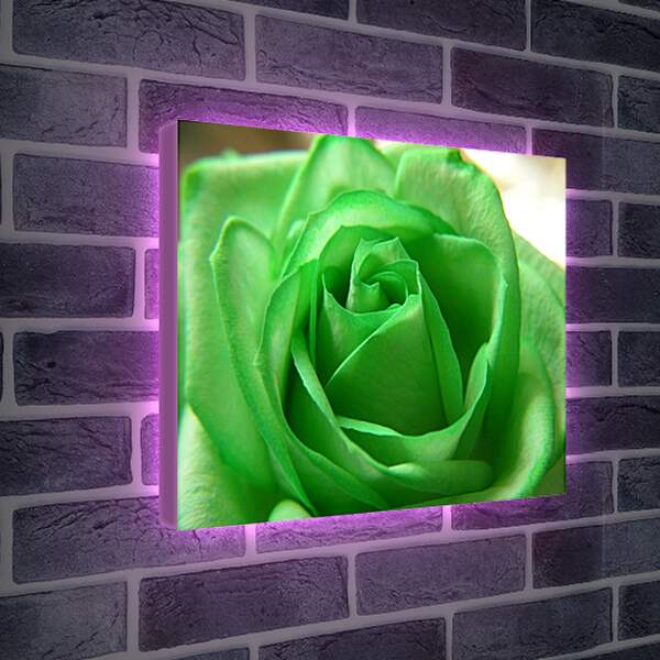 Лайтбокс световая панель - Зеленая роза