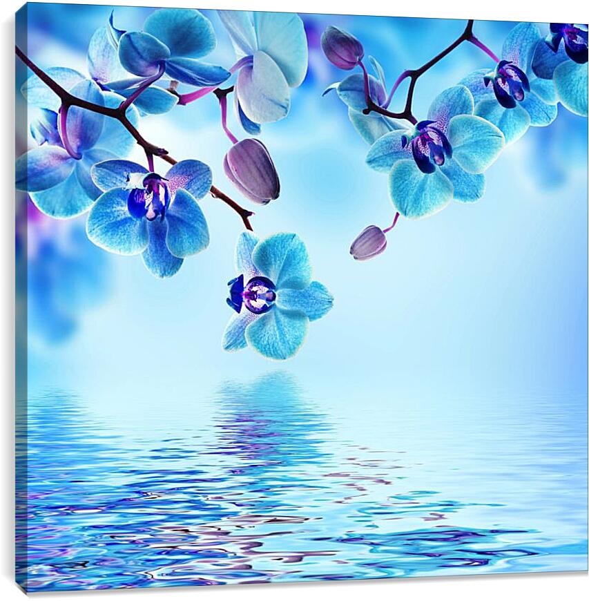 Постер и плакат - Голубая орхидея над водой
