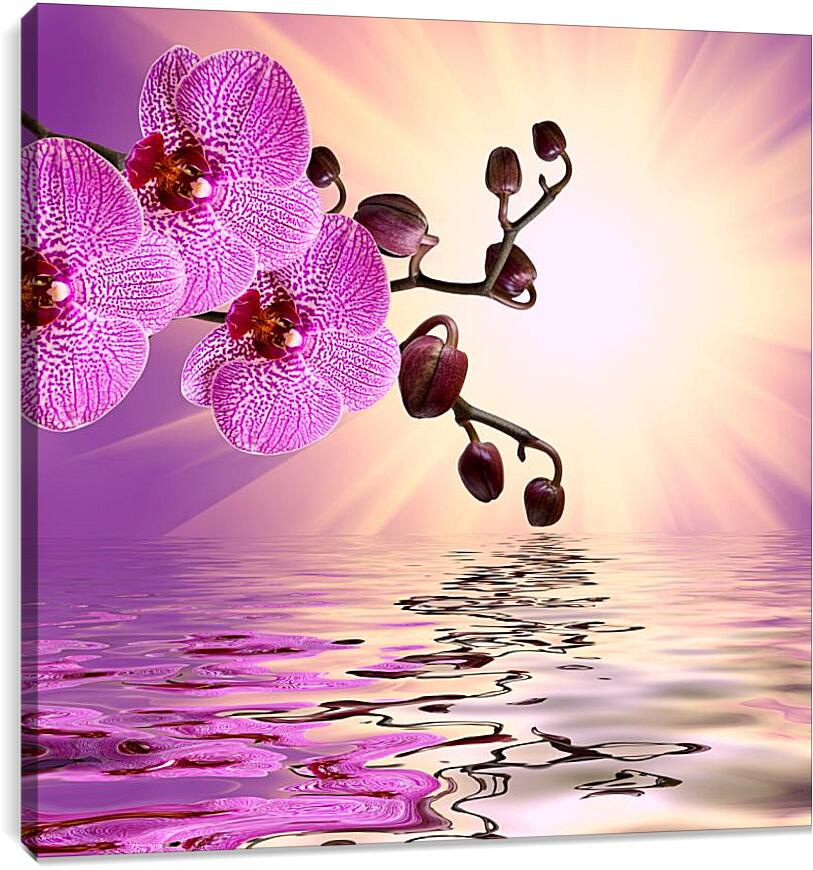 Постер и плакат - Розовая орхидея над водой