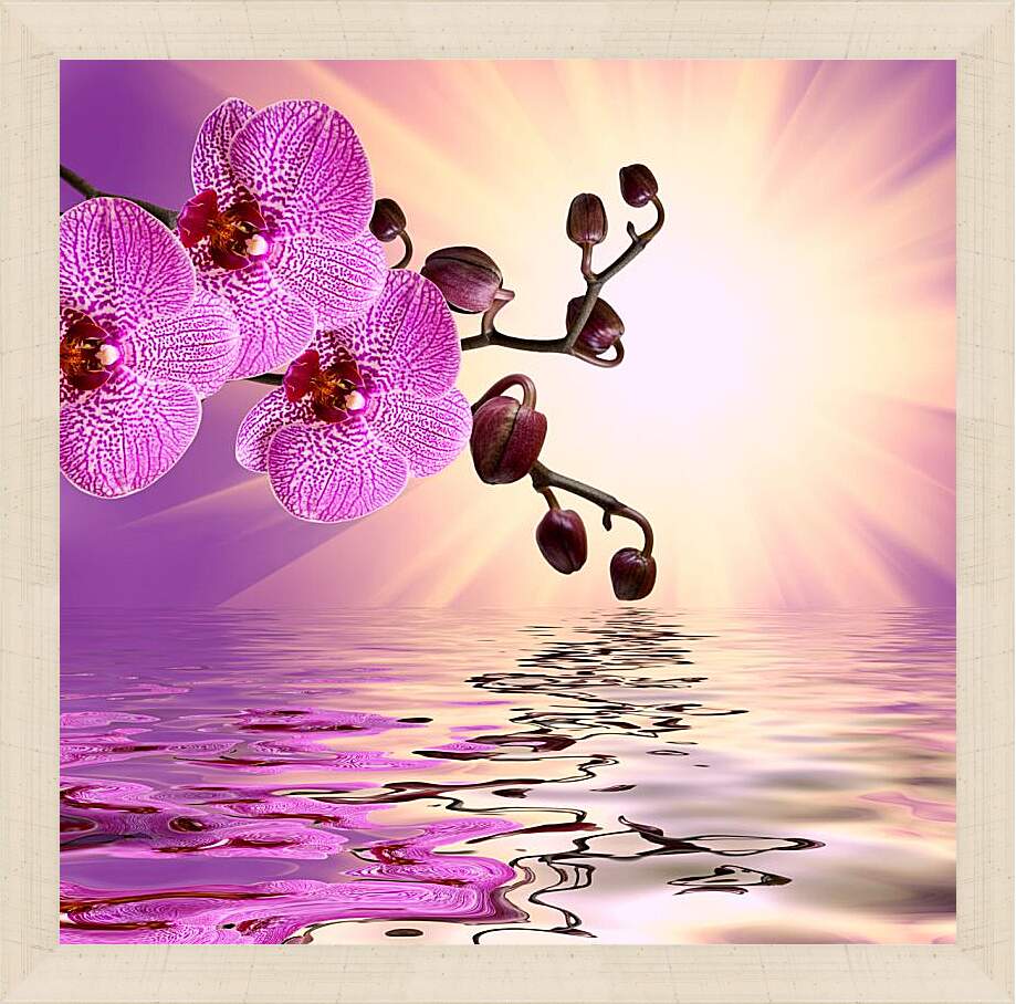 Картина в раме - Розовая орхидея над водой