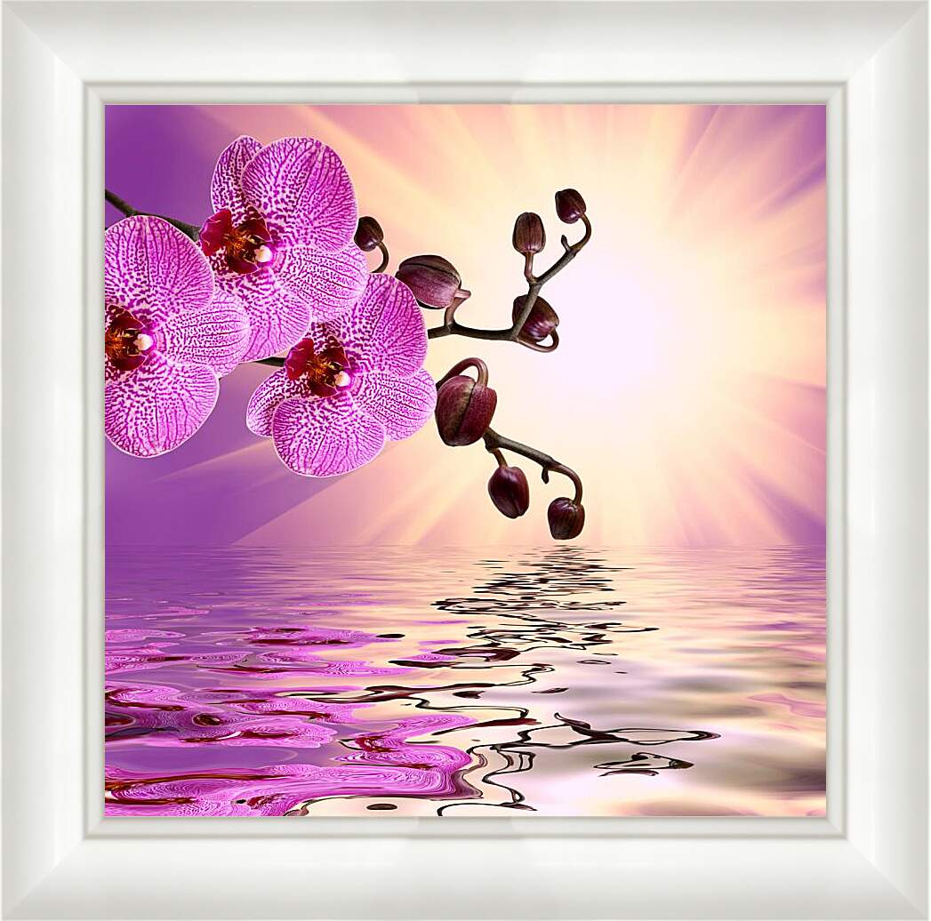 Картина в раме - Розовая орхидея над водой