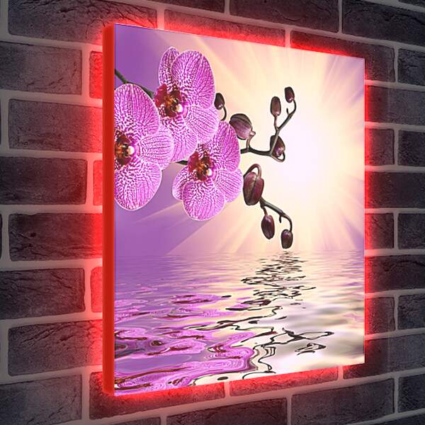Лайтбокс световая панель - Розовая орхидея над водой