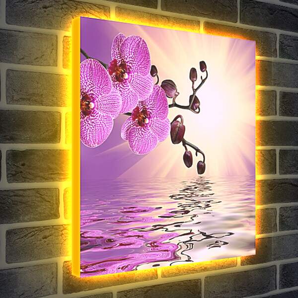 Лайтбокс световая панель - Розовая орхидея над водой