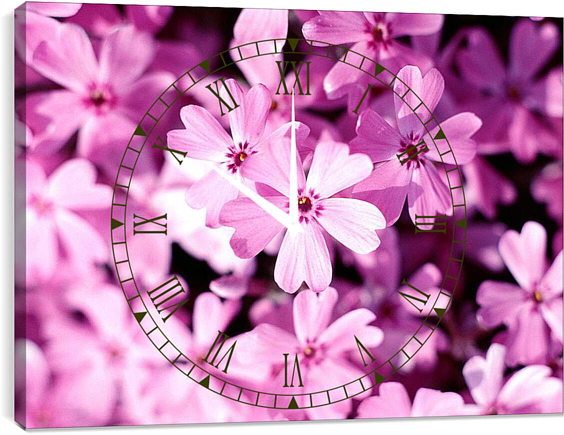 Часы картина - Цветы космея