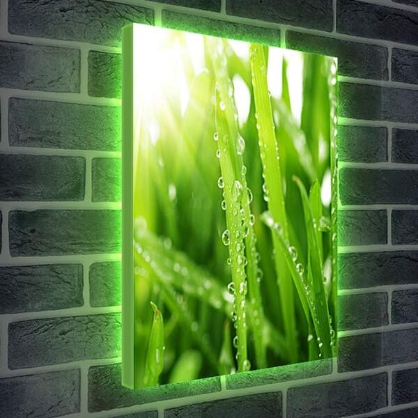 Лайтбокс световая панель - Капельки росы на траве