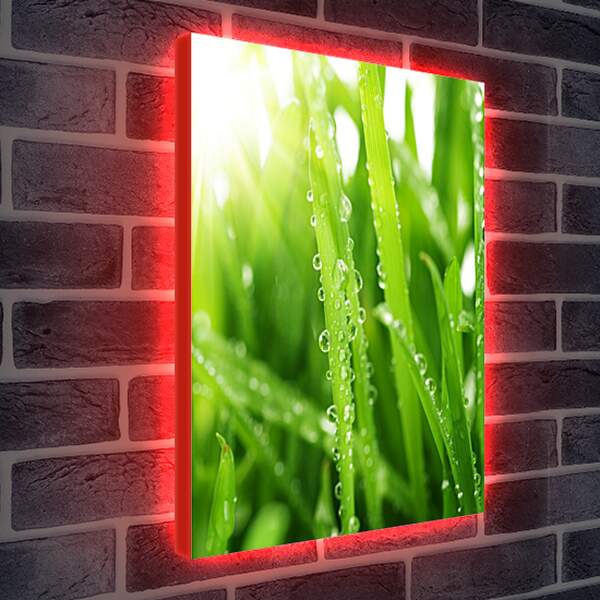 Лайтбокс световая панель - Капельки росы на траве