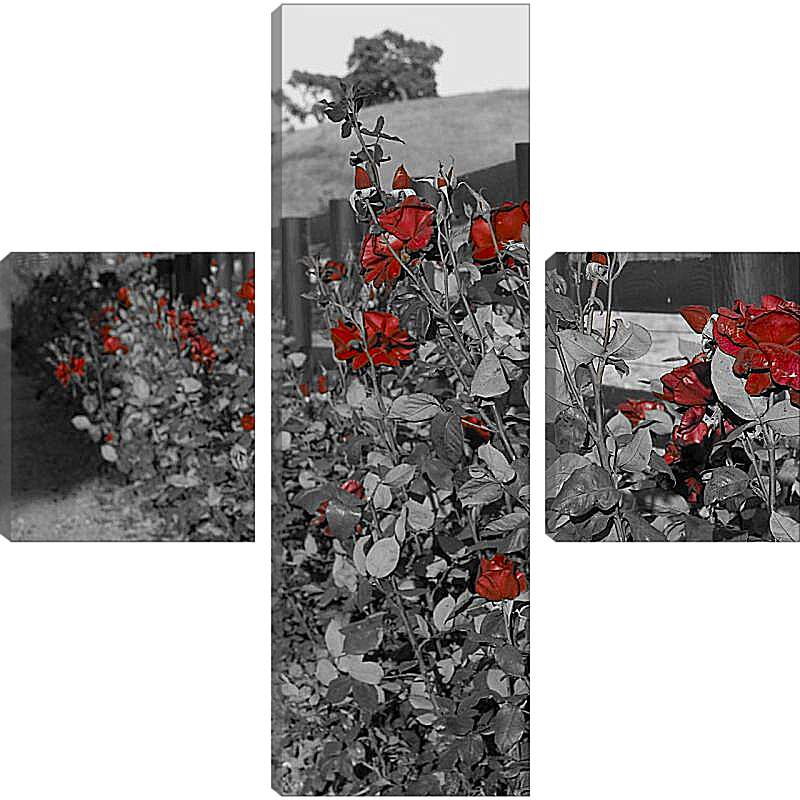 Модульная картина - Куст роз