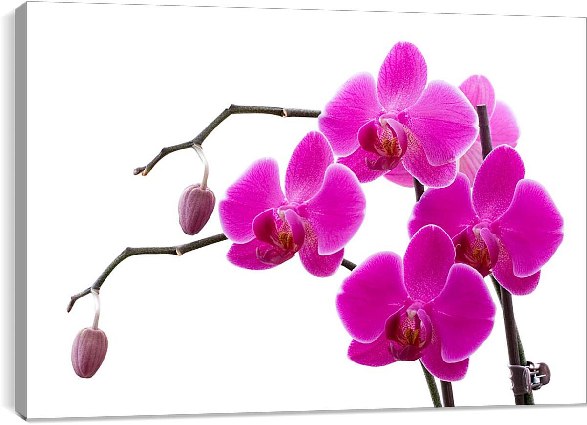 Постер и плакат - Орхидеи