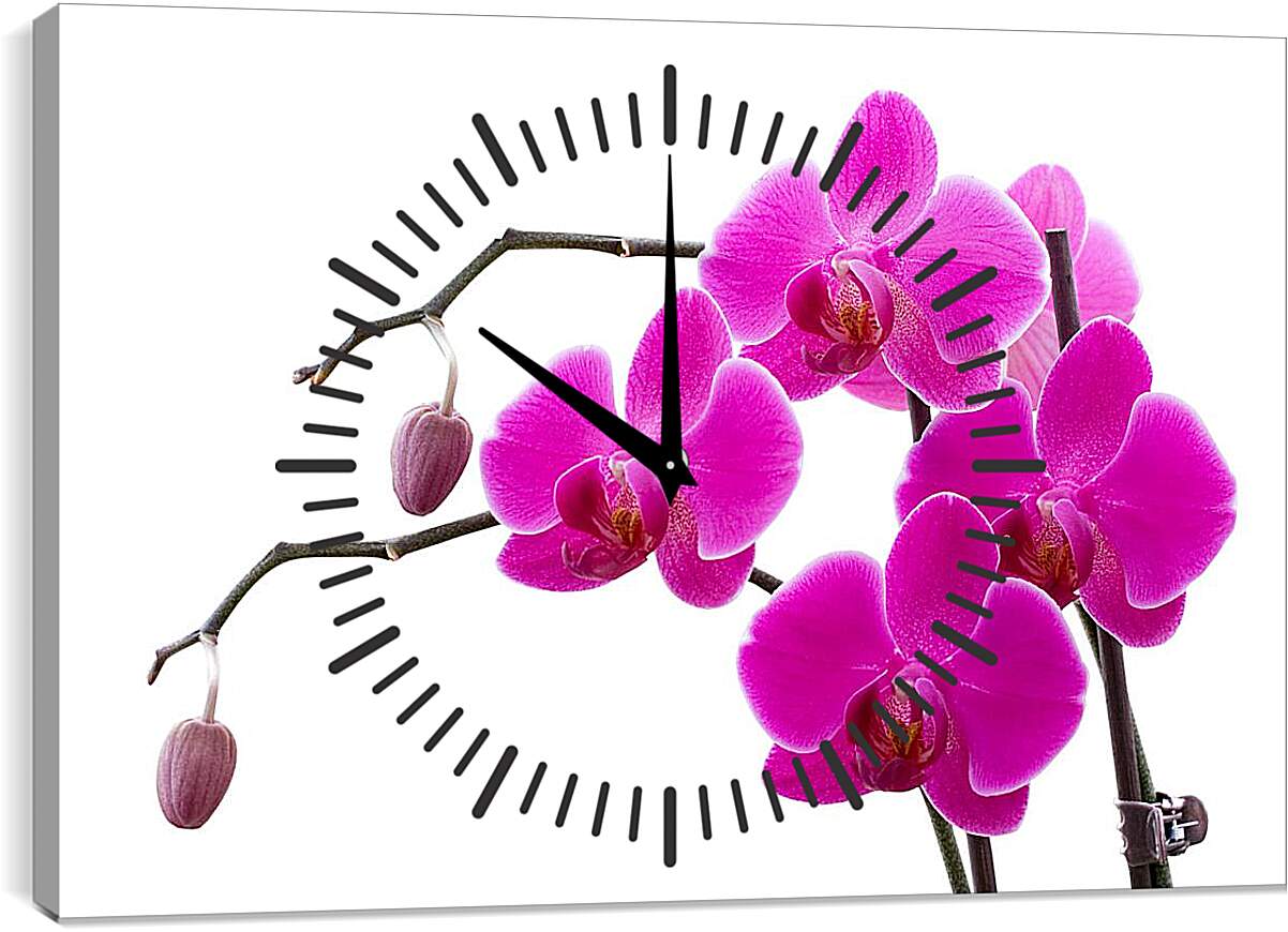 Часы картина - Орхидеи