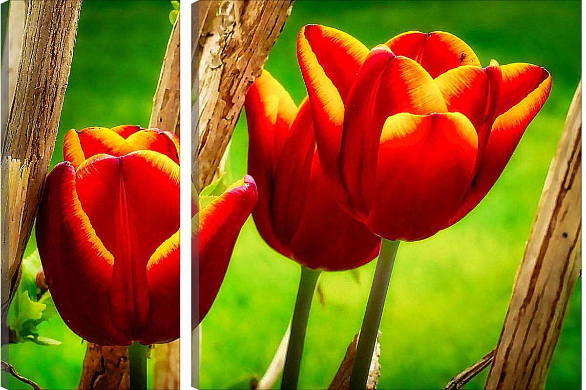 Модульная картина - Красные тюльпаны