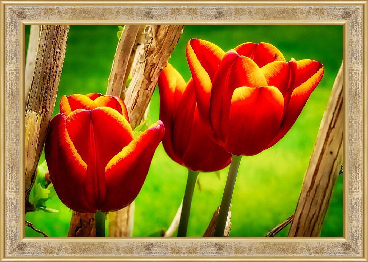 Картина в раме - Красные тюльпаны