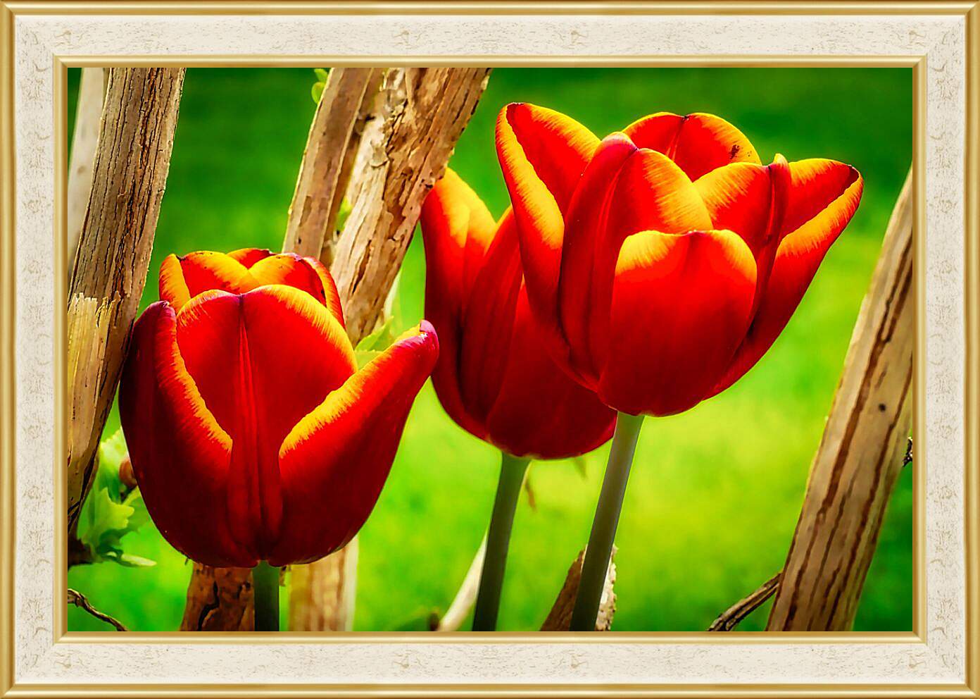 Картина в раме - Красные тюльпаны
