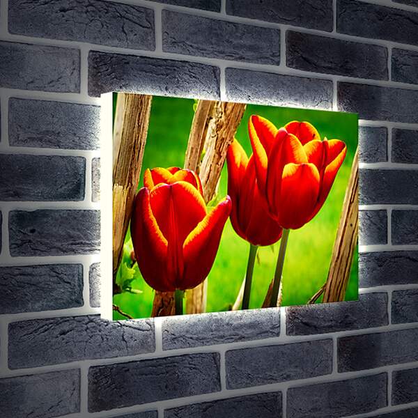 Лайтбокс световая панель - Красные тюльпаны