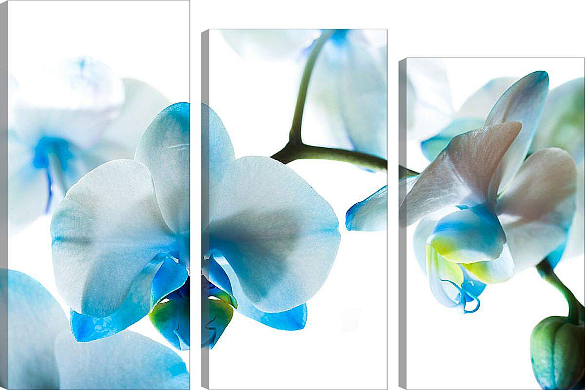 Модульная картина - Бело-голубые орхидеи