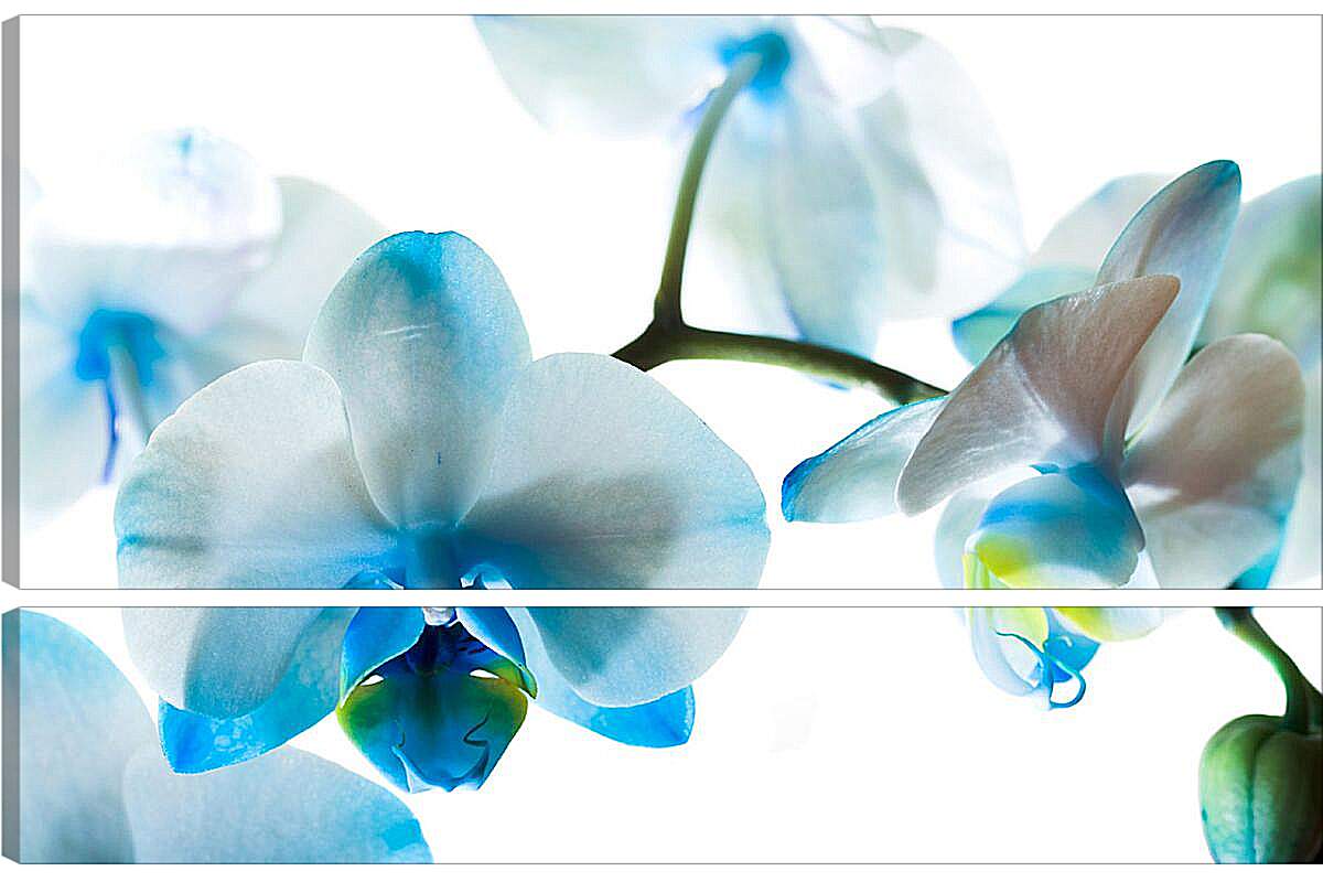 Модульная картина - Бело-голубые орхидеи