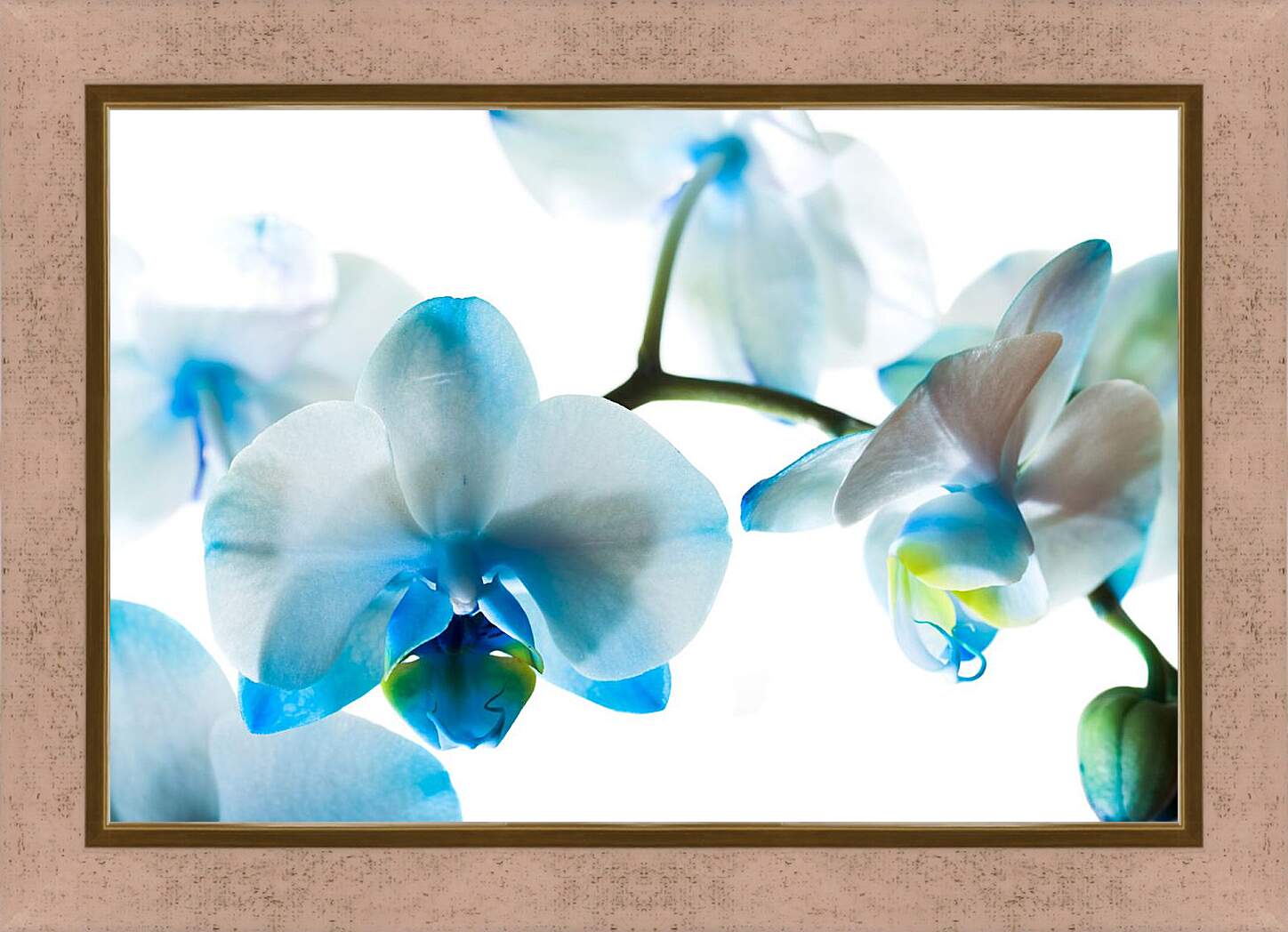Картина в раме - Бело-голубые орхидеи