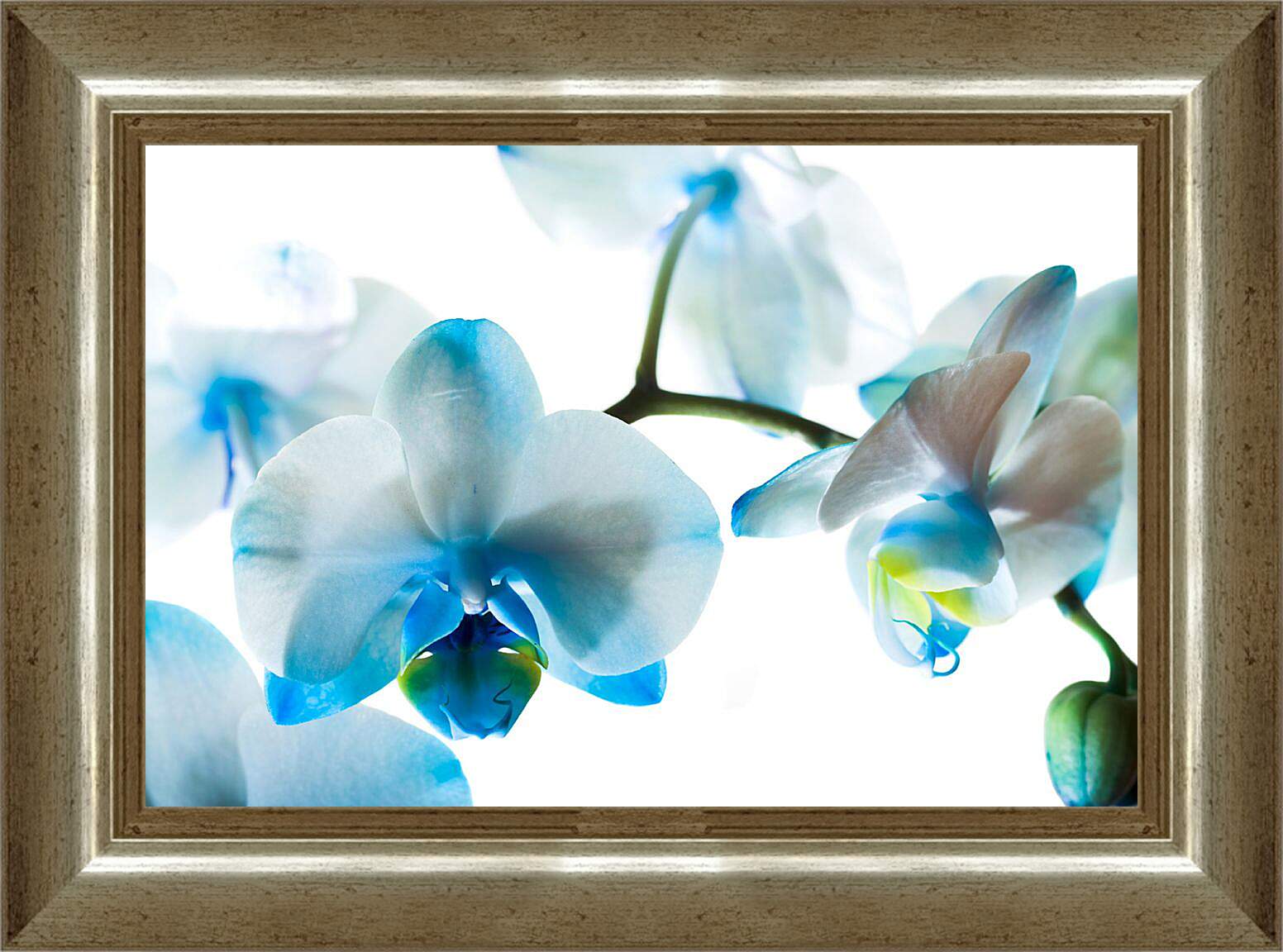Картина в раме - Бело-голубые орхидеи