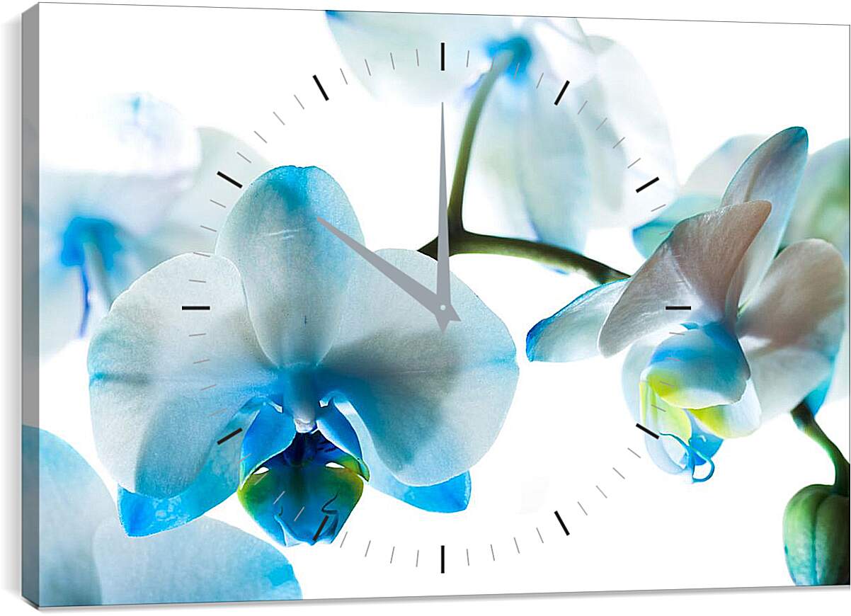 Часы картина - Бело-голубые орхидеи