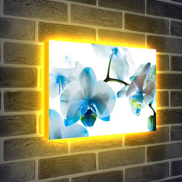 Лайтбокс световая панель - Бело-голубые орхидеи