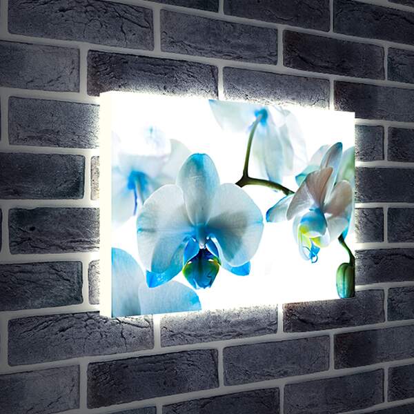 Лайтбокс световая панель - Бело-голубые орхидеи