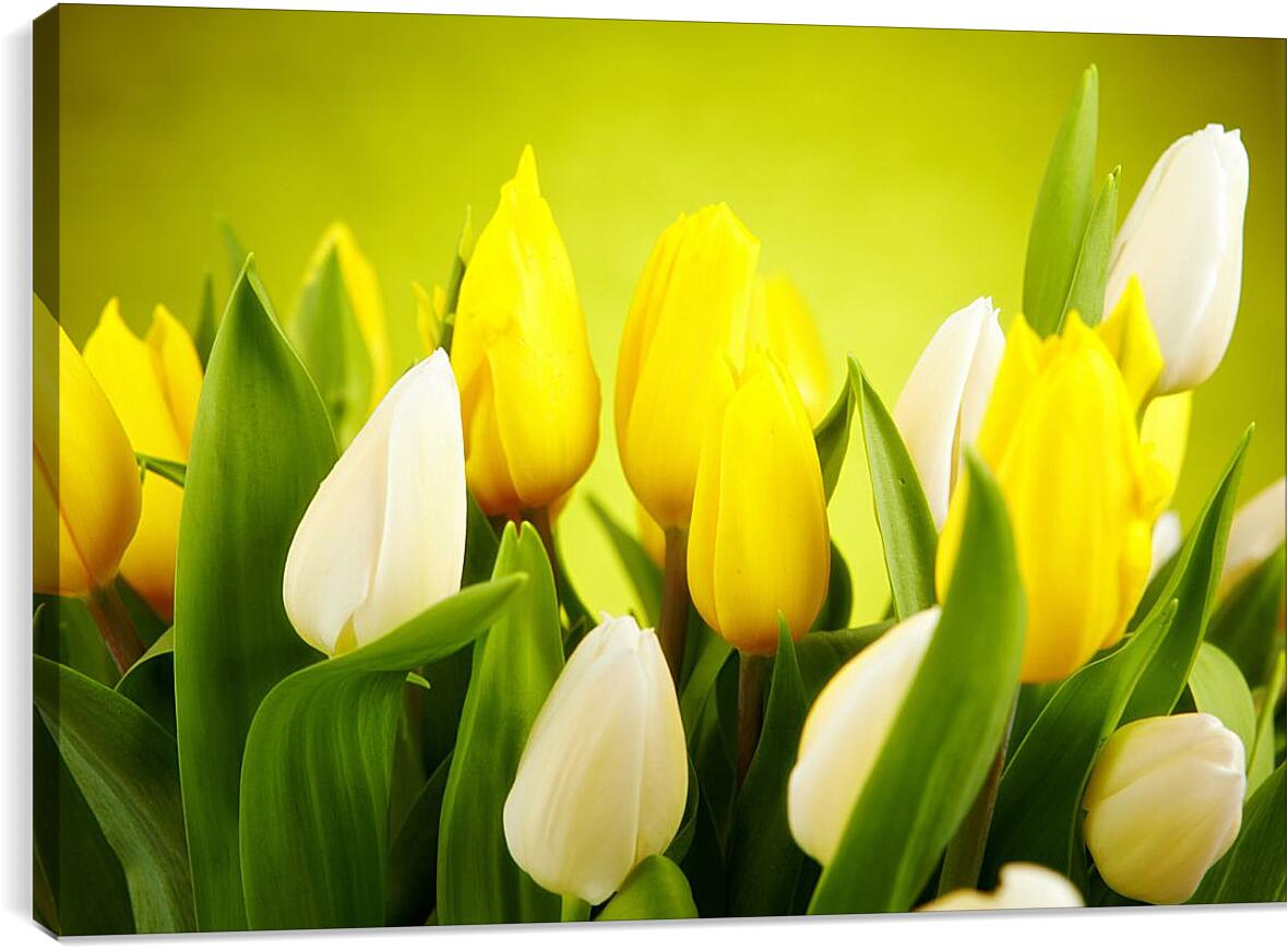 Постер и плакат - Белые и желтые тюльпаны