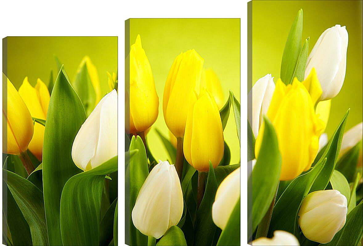 Модульная картина - Белые и желтые тюльпаны