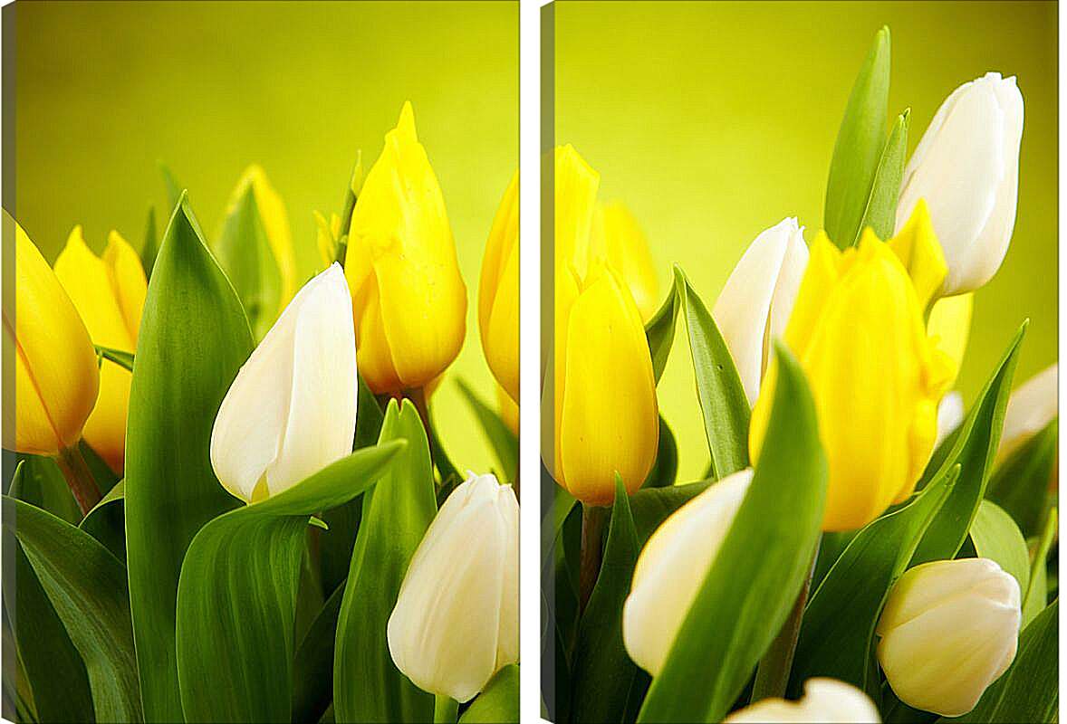 Модульная картина - Белые и желтые тюльпаны