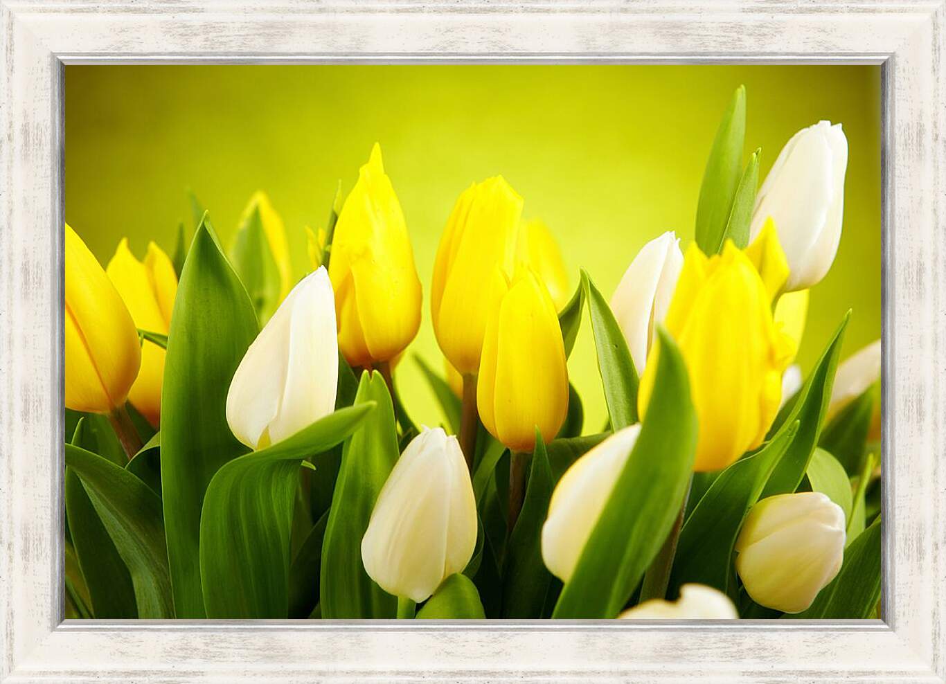 Картина в раме - Белые и желтые тюльпаны