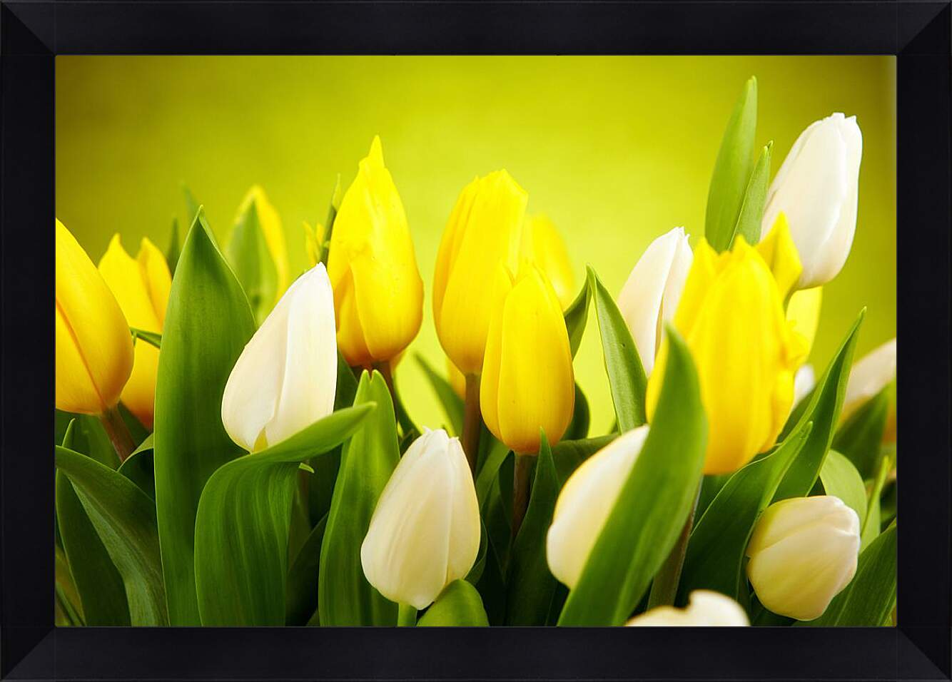Картина в раме - Белые и желтые тюльпаны