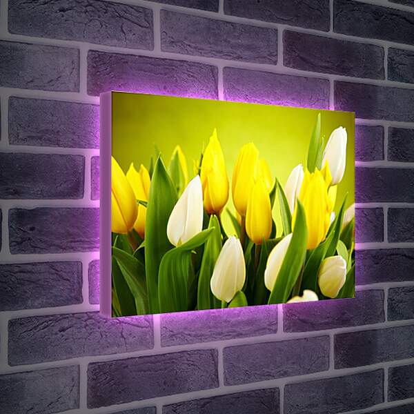 Лайтбокс световая панель - Белые и желтые тюльпаны