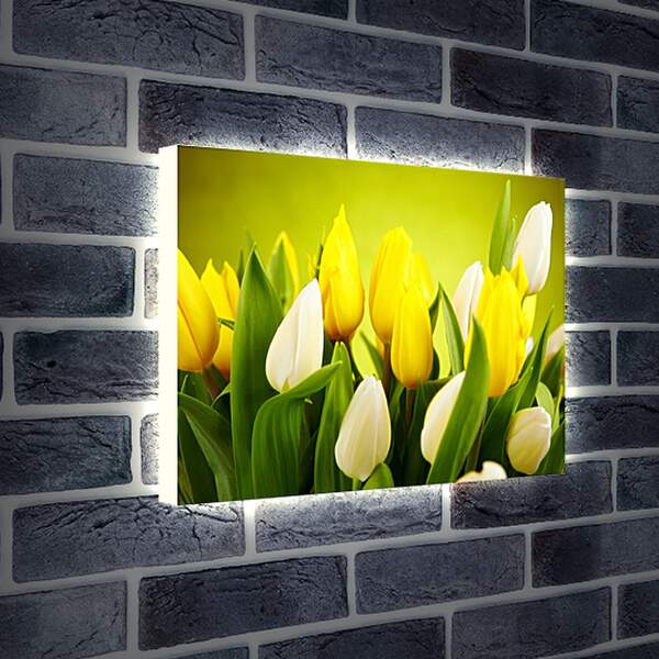 Лайтбокс световая панель - Белые и желтые тюльпаны