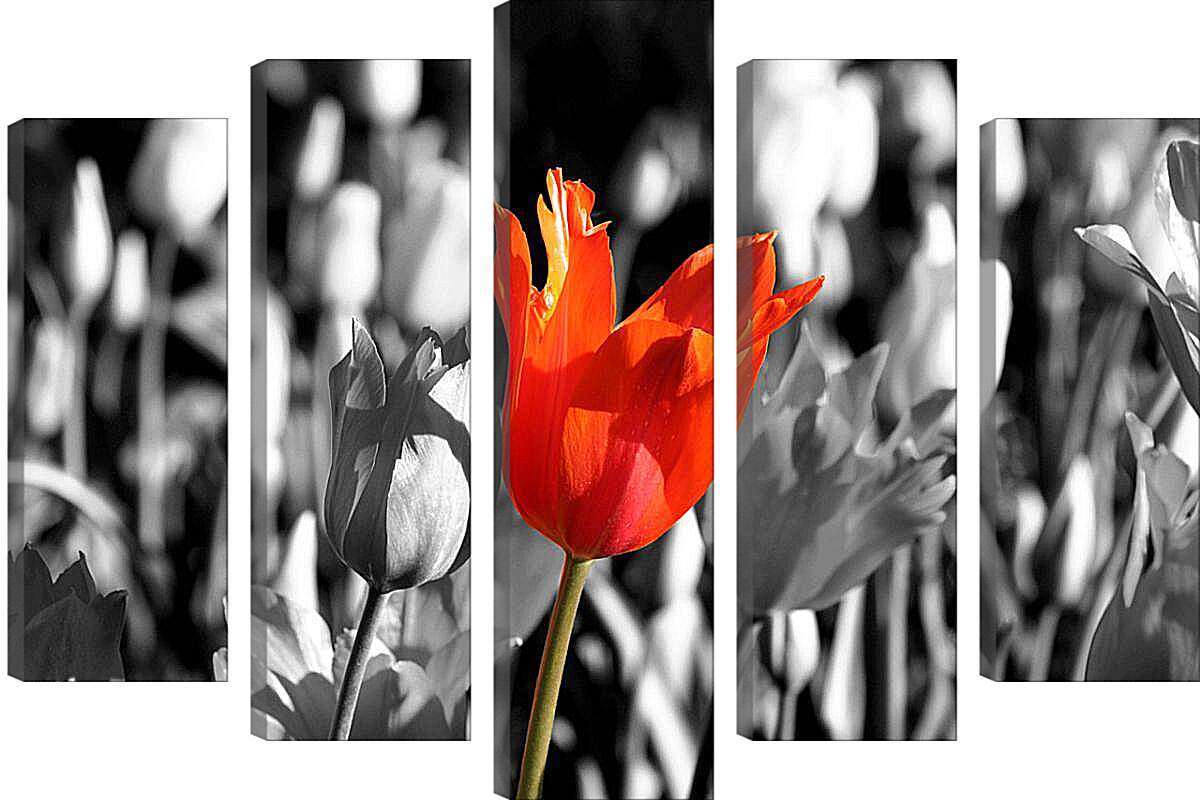 Модульная картина - Красный тюльпан