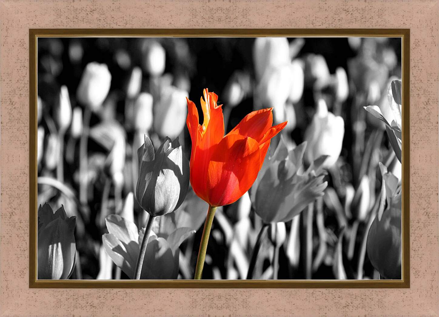 Картина в раме - Красный тюльпан