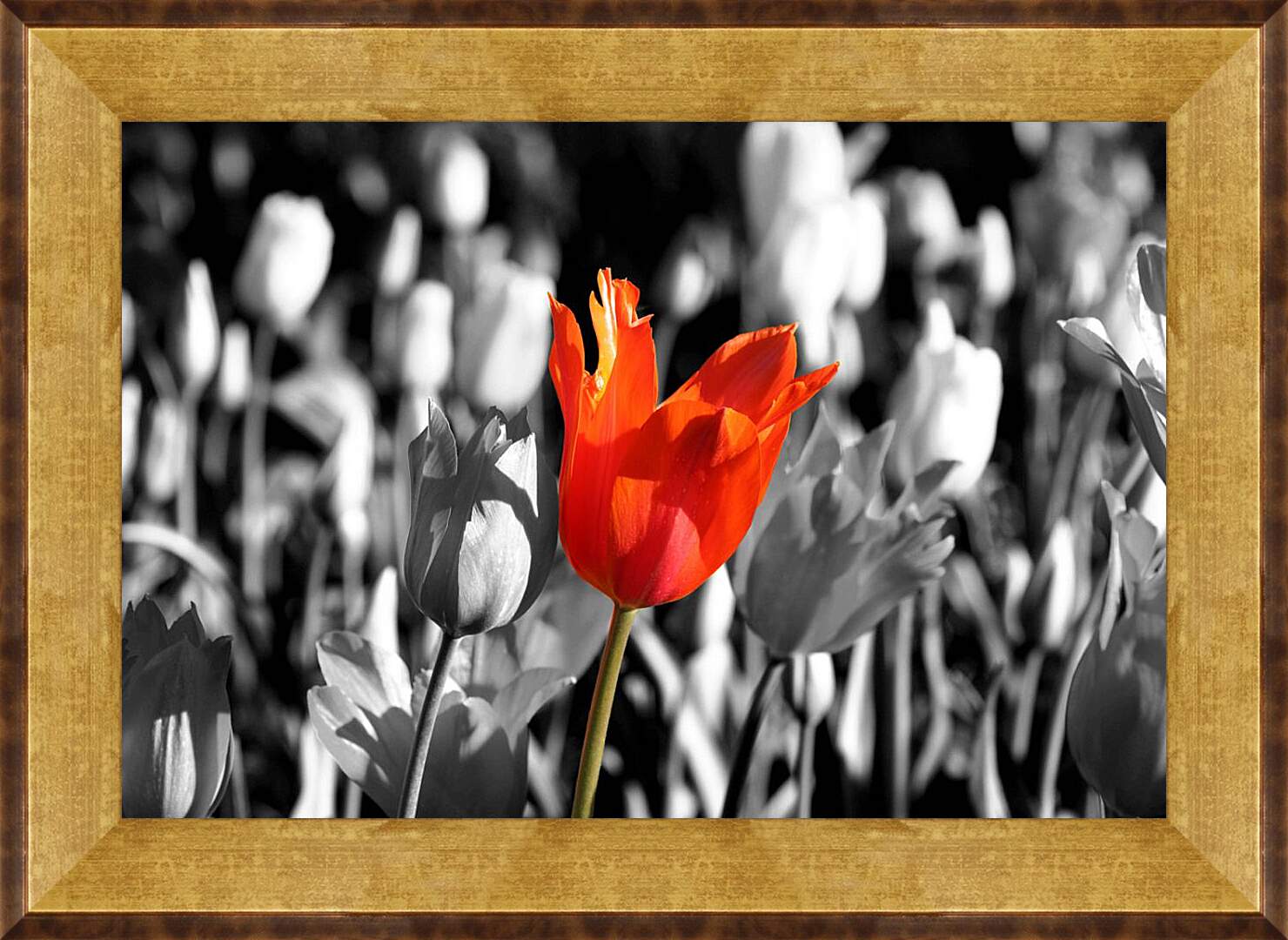 Картина в раме - Красный тюльпан