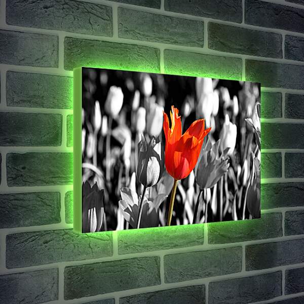 Лайтбокс световая панель - Красный тюльпан