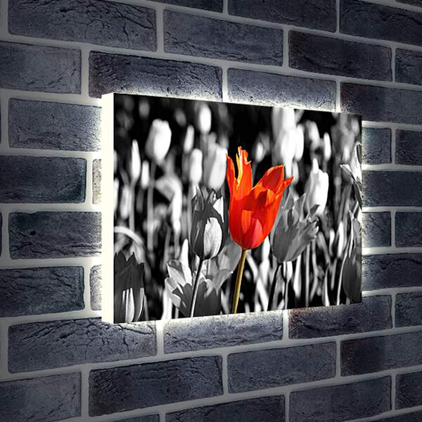 Лайтбокс световая панель - Красный тюльпан