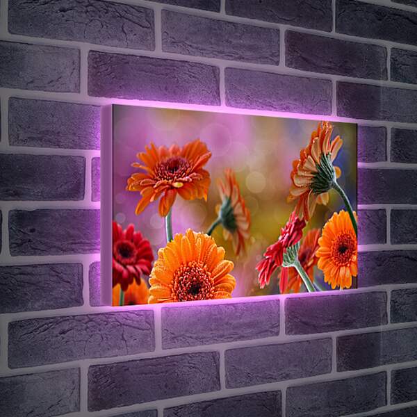 Лайтбокс световая панель - Цветущие герберы