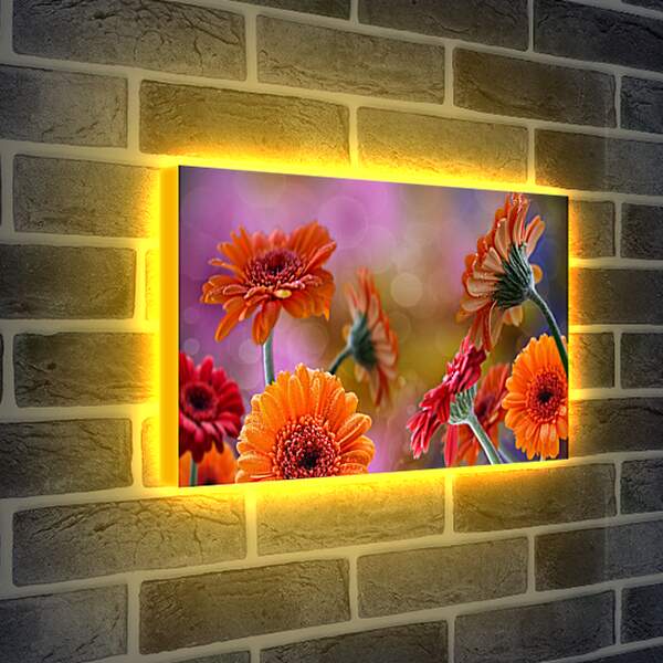 Лайтбокс световая панель - Цветущие герберы