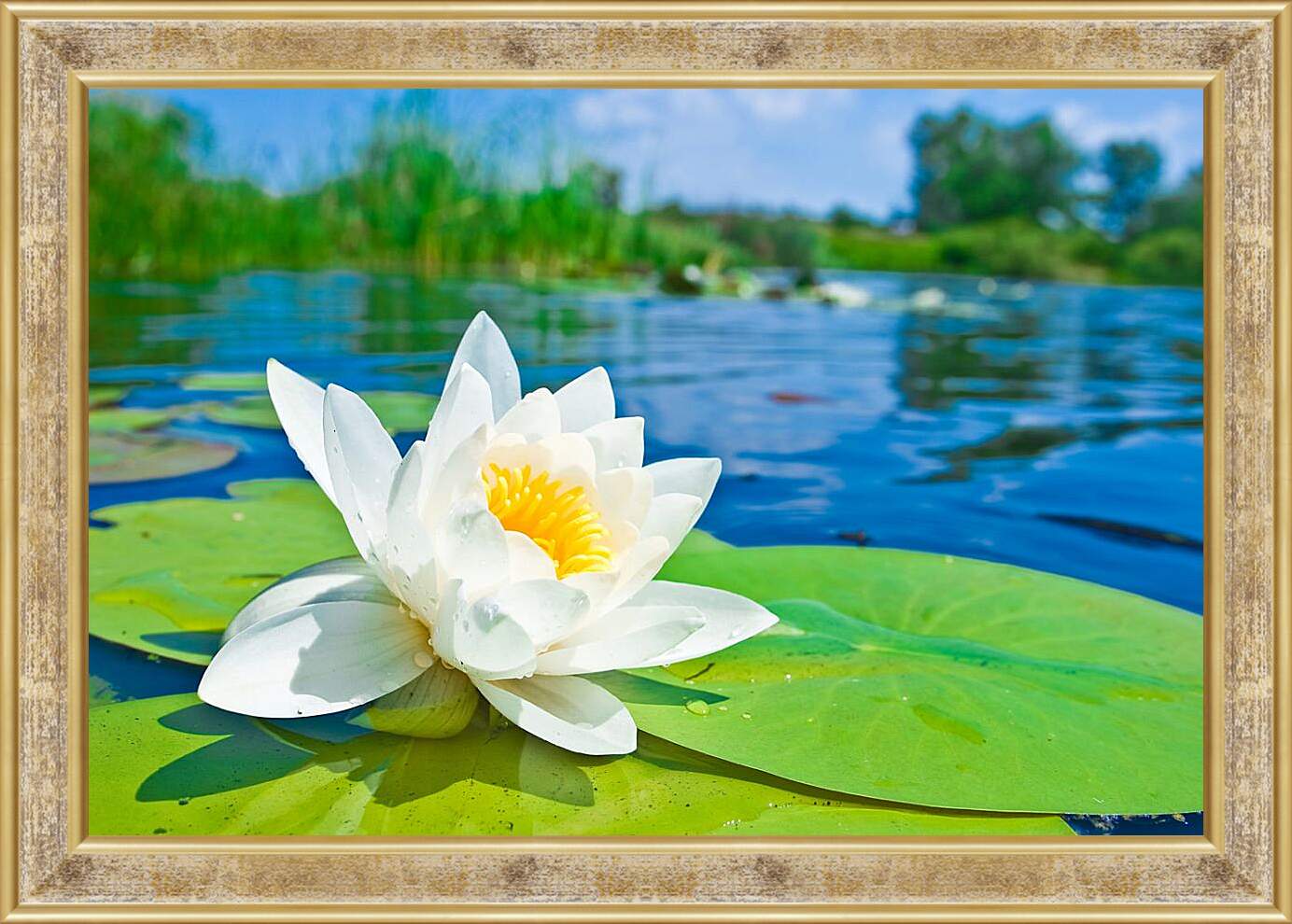 Картина в раме - Красивая водяная лилия