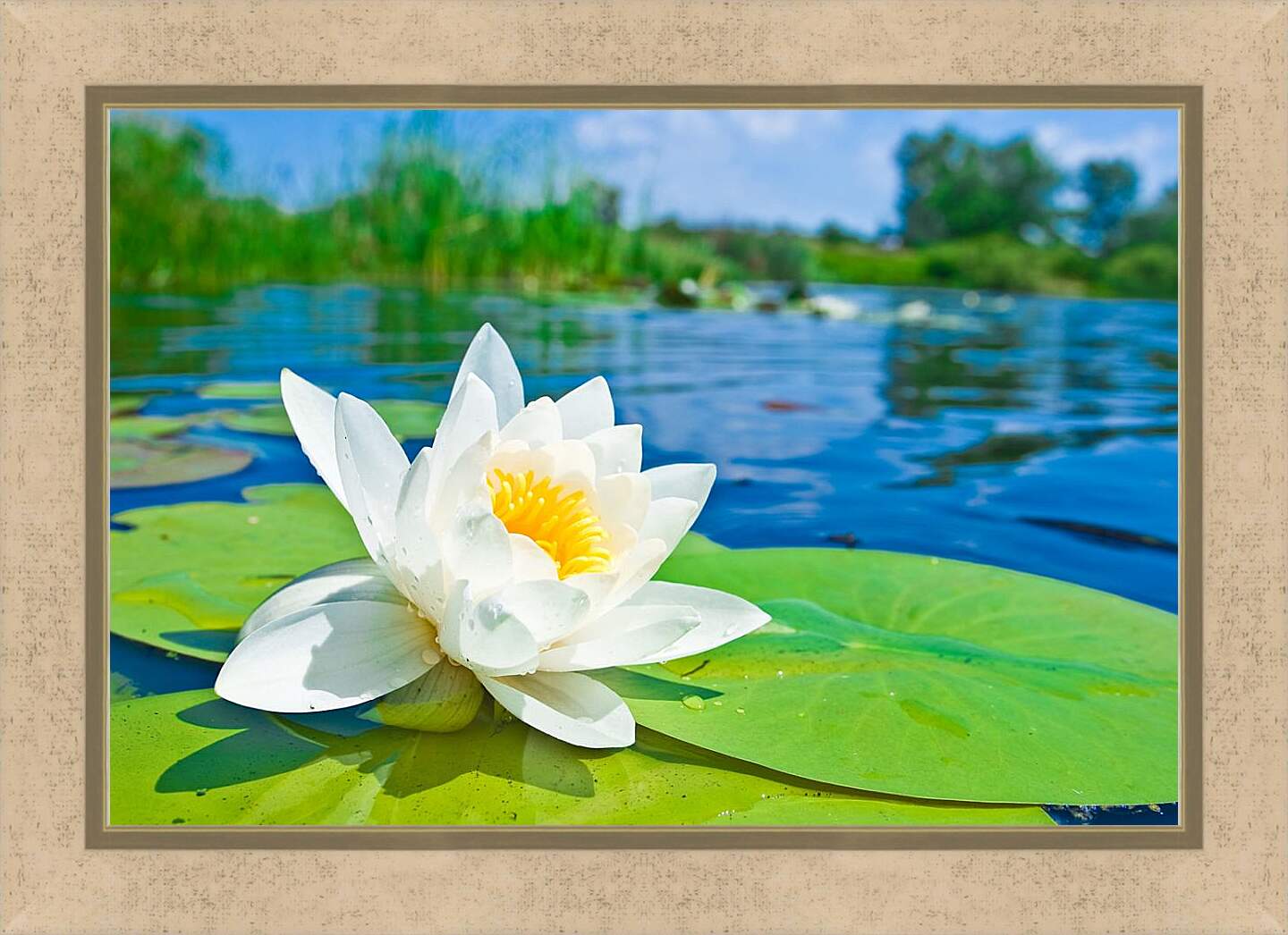 Картина в раме - Красивая водяная лилия