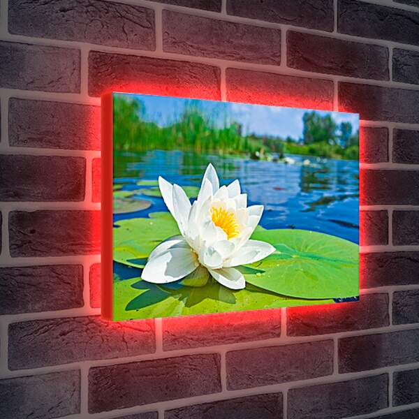 Лайтбокс световая панель - Красивая водяная лилия