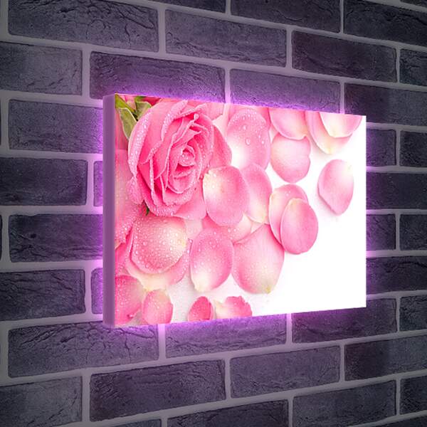 Лайтбокс световая панель - Роза и лепестки
