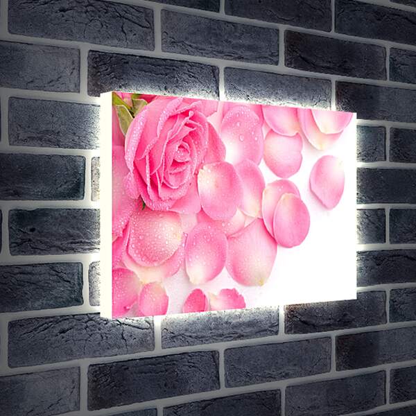 Лайтбокс световая панель - Роза и лепестки