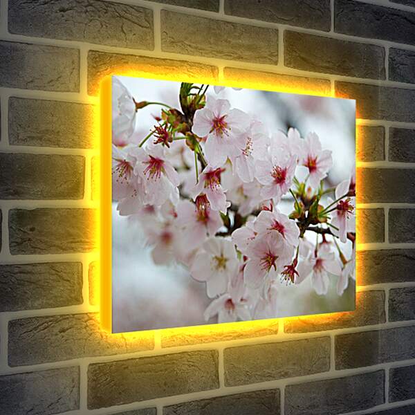 Лайтбокс световая панель - Весенний цвет