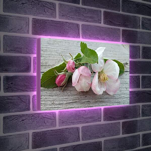 Лайтбокс световая панель - Цвет яблони